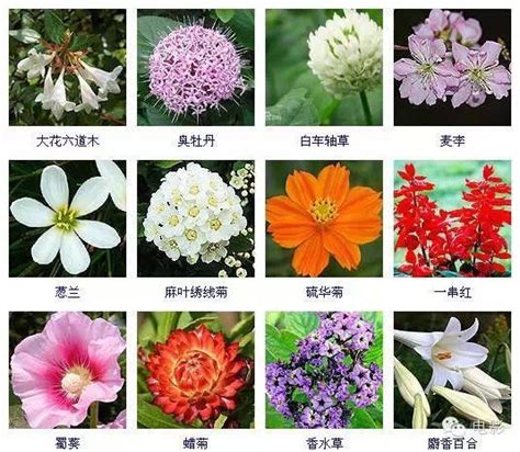 常見植物名稱|花卉種類圖譜指南：認識百種花卉，讓你變身花卉達人。